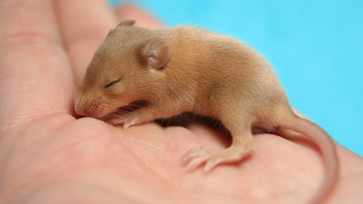 newborn mouse