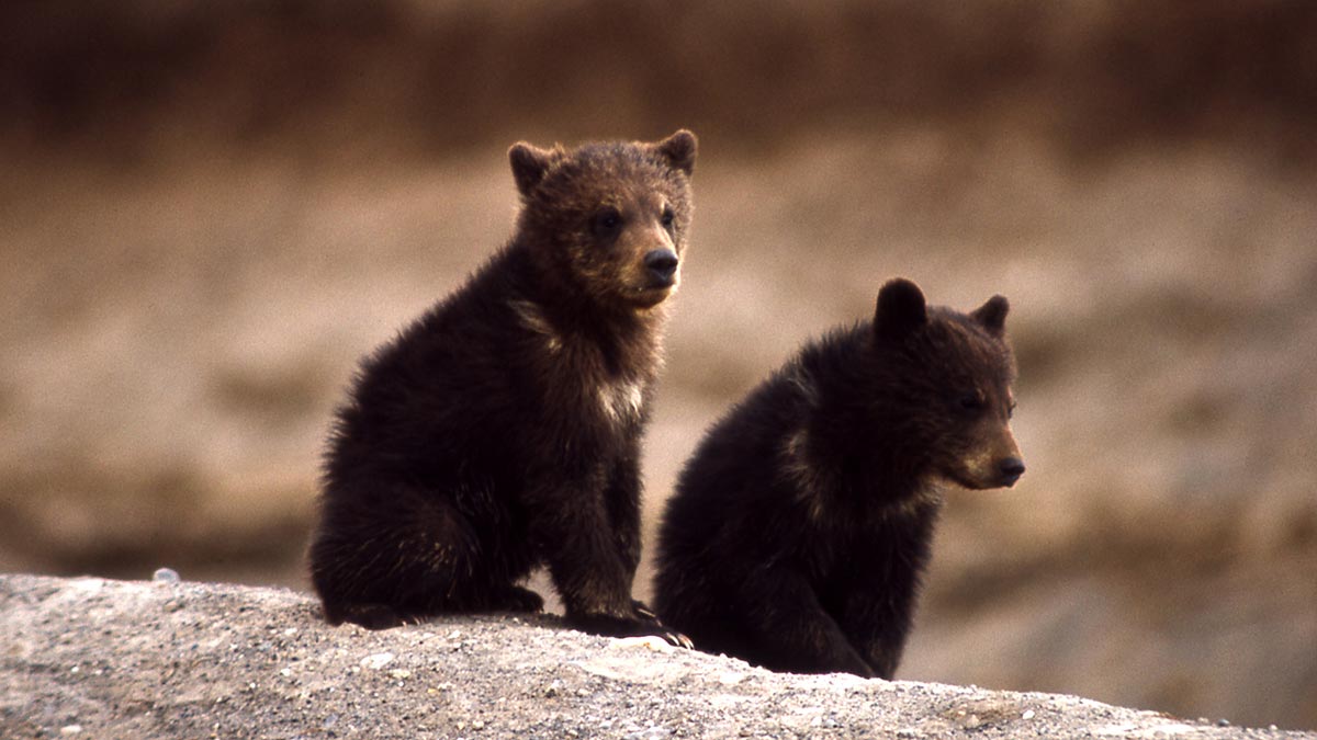 cute baby brown bears