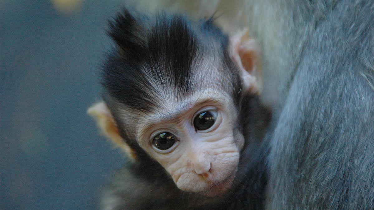 Baby Monkeys