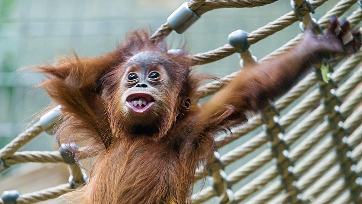  Baby  Orangutans