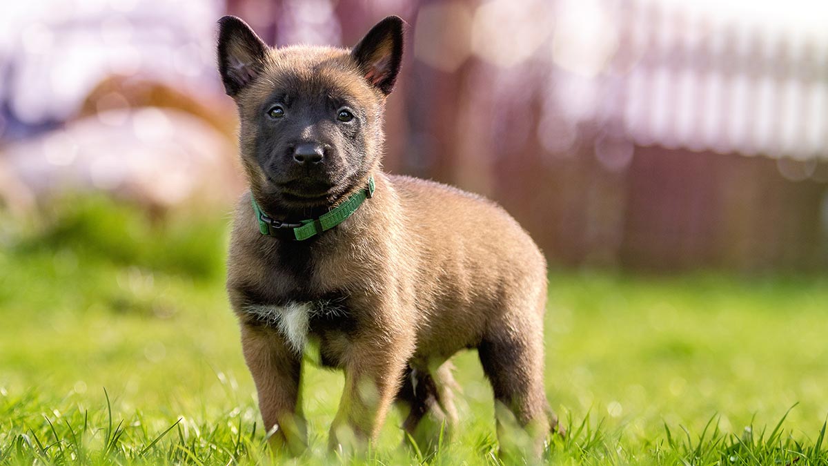 belgian malinois baby puppy