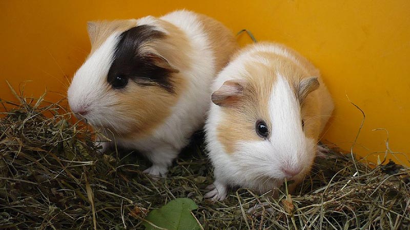 Baby guinea pigs