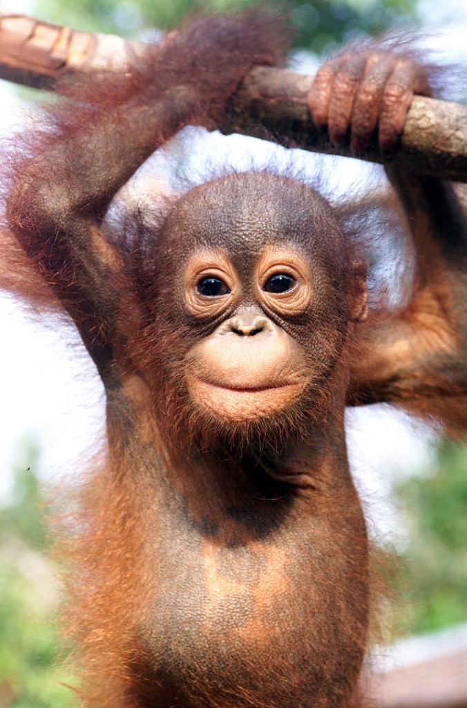 Orang Utan babies: Wildlife mouse pad di alta qualità con animali