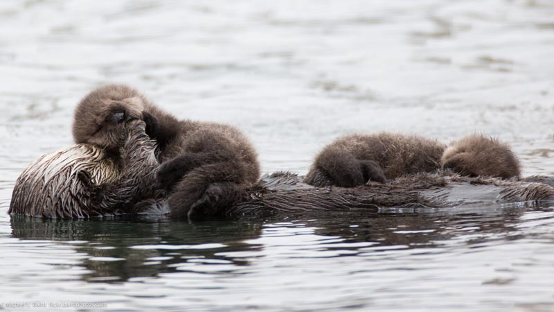 Baby Otters