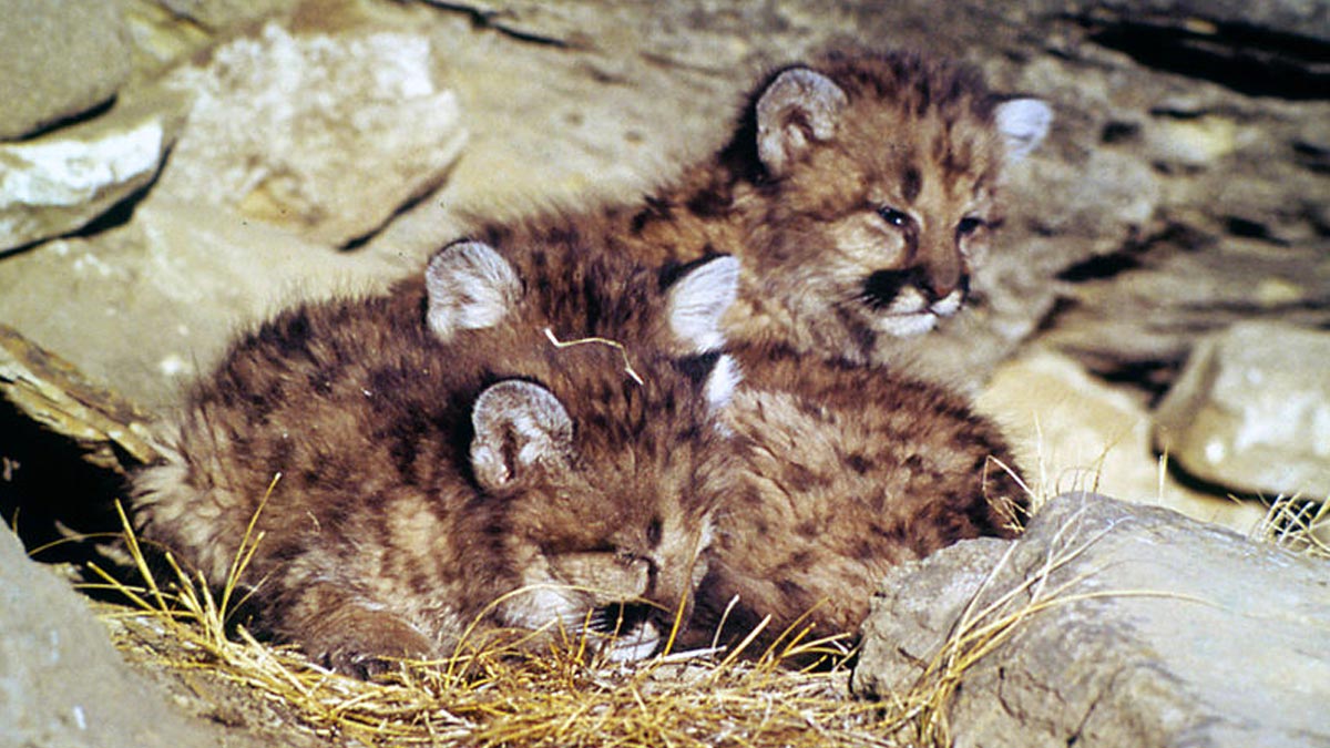 newborn puma