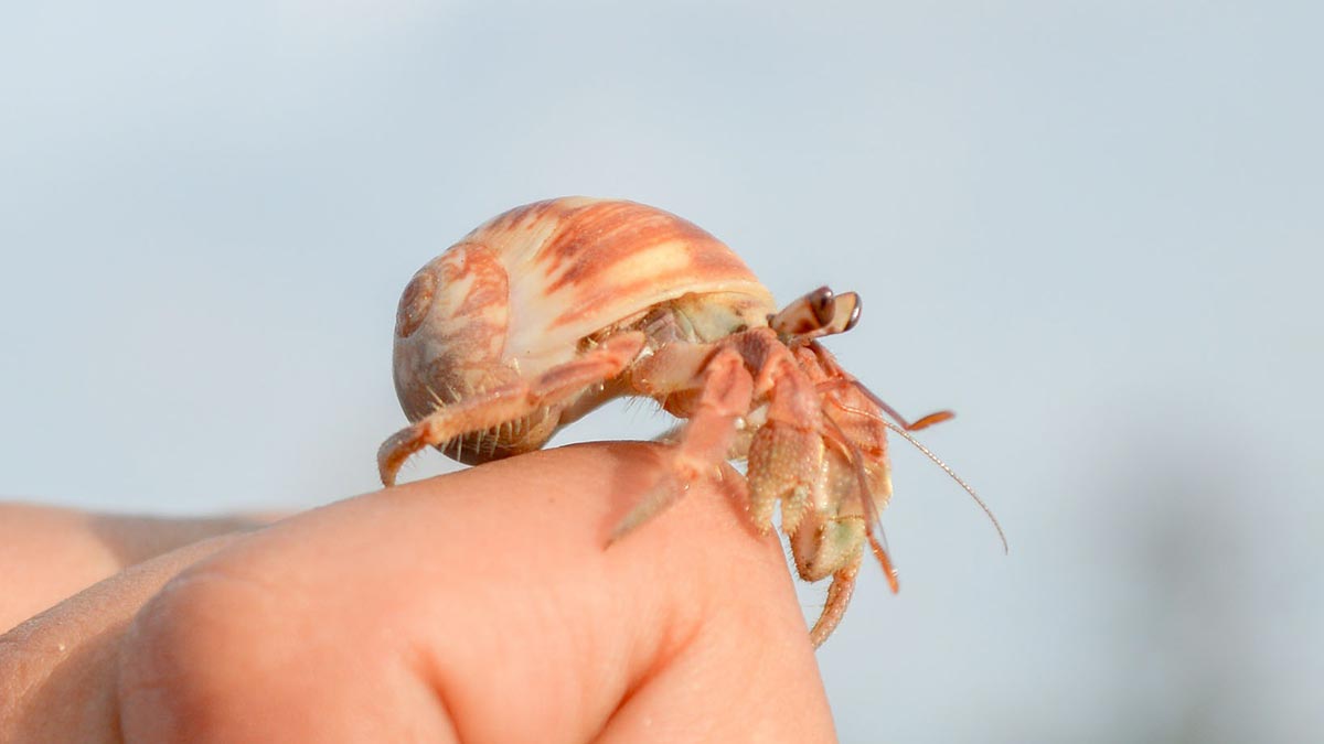 Baby Hermit Crabs.
