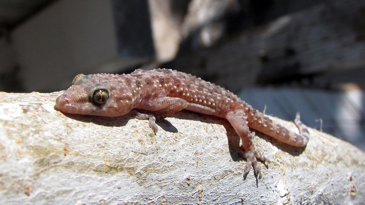 Mediterranean house gecko