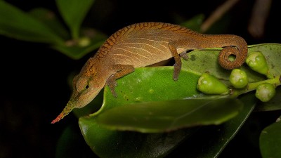 Male long nosed chameleon Madagascar