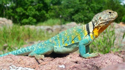 Common collared lizard