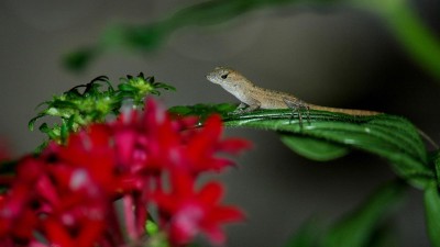 Baby anole lizard