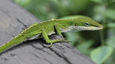 Anole lizard Hilo, Hawaii