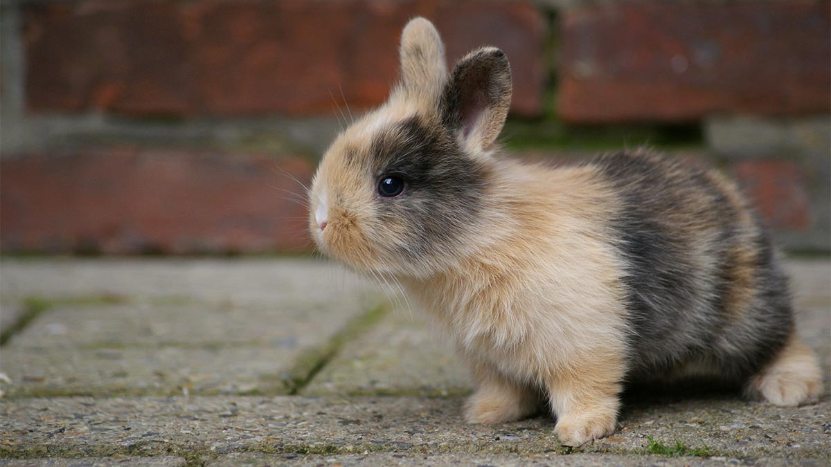 mother rabbit with babies