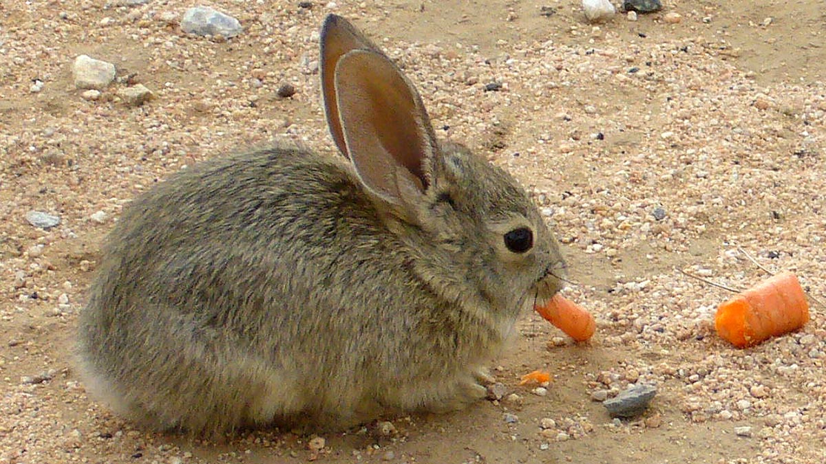 Baby Bunny