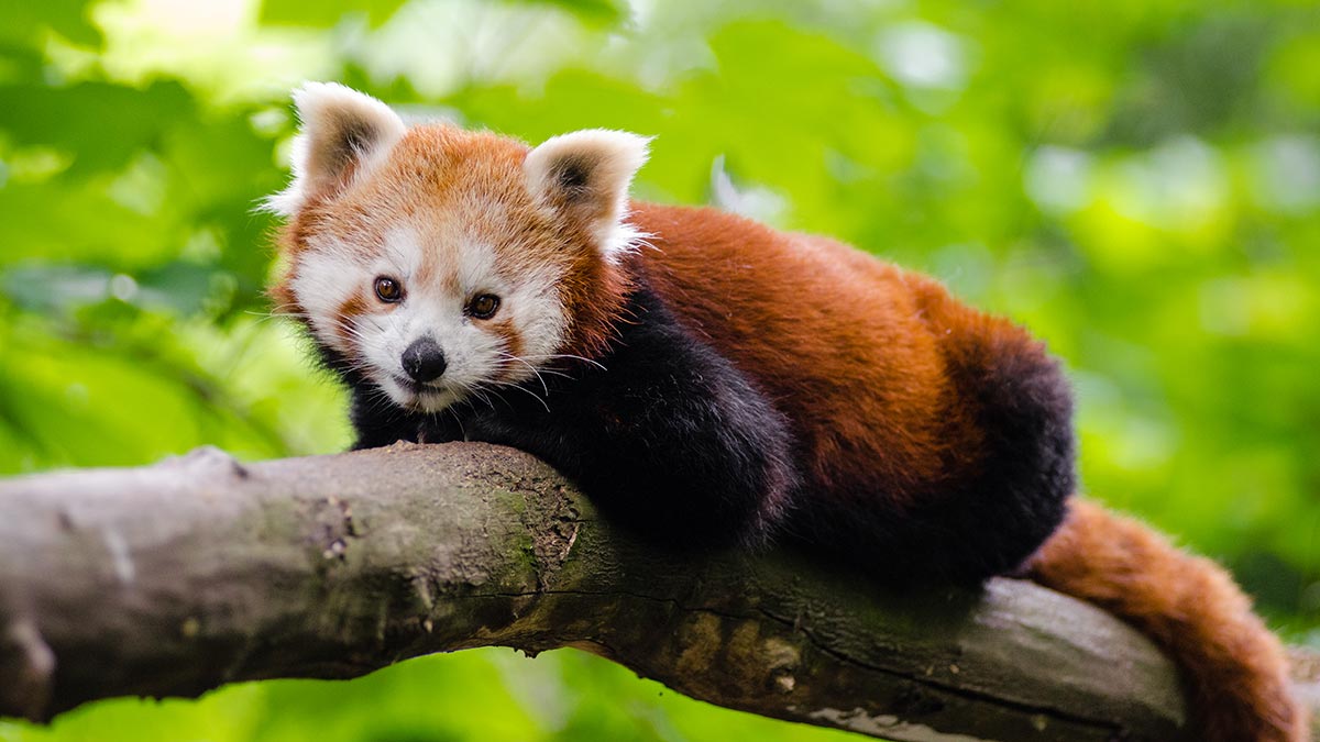 Baby Red Pandas