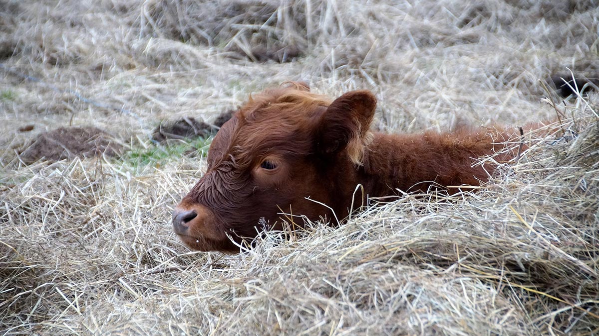 baby calves