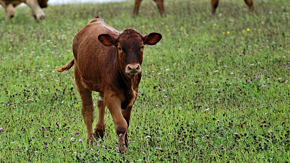 baby calves